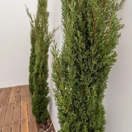 Azaleas * Ribeira Cha