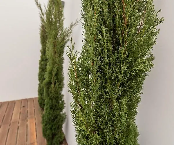 Azaleas * Ribeira Cha